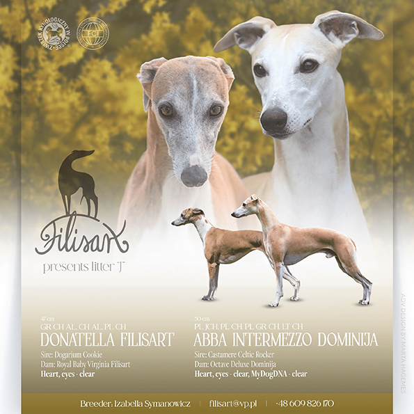 Hodowla Filisart 2025